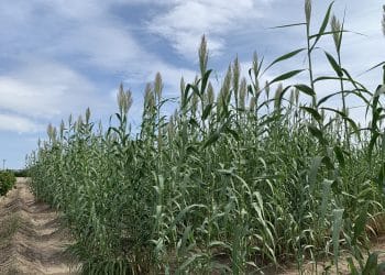 ARUNVAL o l’aventura per trobar la millor canya.